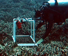 scientist taking a photograph under water to document changes in a coral reef
