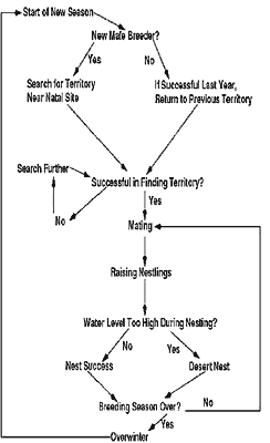 flow diagram for SIMSPAR model of Cape Sable seaside sparrow reproduction
