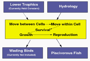 flow chart for the seasonal dynamics of fish in the model ALFISH