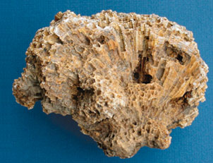 photo of fossil coral