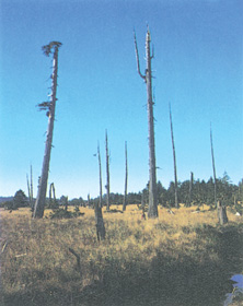 photograph showing trees that died when coastal areas in the Pacific Northwest region of the United States lowered during an earthquake. The lowering submerged the roots of the trees in saltwater.