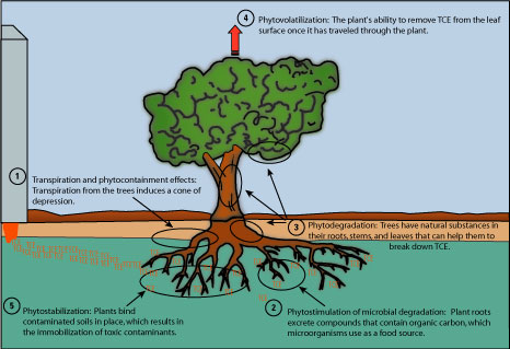 Figure 3. Processes associated with phytoremediation. 