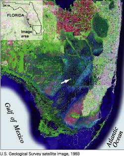 Satellite image of the Florida Everglades. Tree islands are visible even in satellite imagery, and a very large tree island is marked by the arro