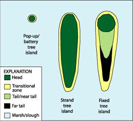 Graphic representation of three tree-island types in the Florida Everglades. Pop-up, or battery, tree islands are very small and have a narrow transition to the surrounding wetland. Strand tree islands are long and thin. They have relatively homogeneous woody vegetation on the head and a relatively narrow transitional zone. Fixed tree islands are teardrop shaped and have the tallest trees on the elevated head. Trees, shrubs, and flood-tolerant plants occupy the near tail, and shrubs, sawgrass, cattail, and other aquatic plants occur in the far tail. The entire tree island is surrounded by a relatively broad transitional zone