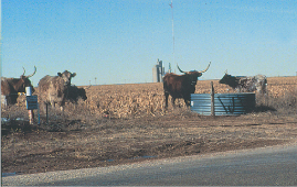Photo showing cattle grazing in Cimarron County, Oklahoma.