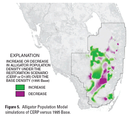 Figure 5.  Alligator Population Model simulations of CERP versus 1995 Base