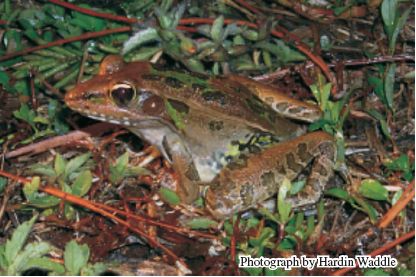 Photo of the southern leopard frog, Rana sphenocephala, a relatively large frog that frequents the shallow edges of grassy wetlands and flooded cypress forests in southern Florida. 
