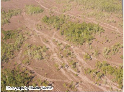 Photo showing trails left by off-road vehicles in the prairie habitat of Big Cypress National Preserve.