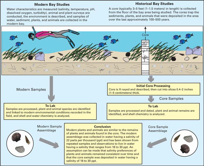 Diagram showing how information on modern conditions is used to interpret the historical environmental conditions from the remains of plants and animals found in cores collected from the study area