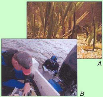 Seagrass in control system A in the Leetown Science Center (A) and USGS scientists collecting samples of the sediment underlying seagrass beds in Whipray Basin, Fla. (B). Both the seagrass and the sediment harbor microbes that perform many important functions.