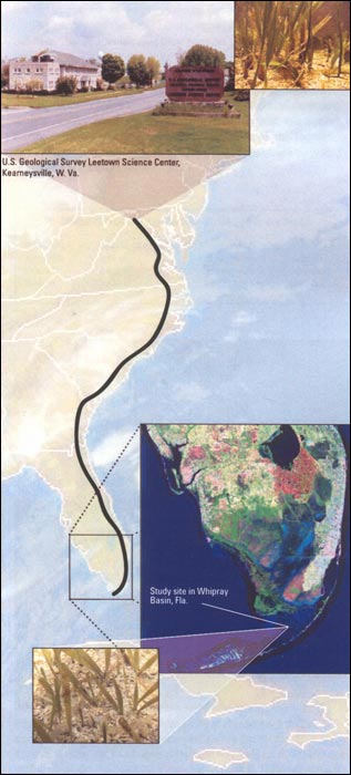 Map of the eastern United States showing the location of a study area in Whipray Basin, Fla., and of the USGS laboratory at the Leetown Science Center, Kearneysville, W. Va., where the Florida ecosystem has been replicated. Photographs show the similarity of turtle grass (the seagrass Thalassia testudinum) in both places. Base satellite image map from the National Oceanographic and Atmospheric Administration, 2003. USGS satellite image of South Florida from 1993
