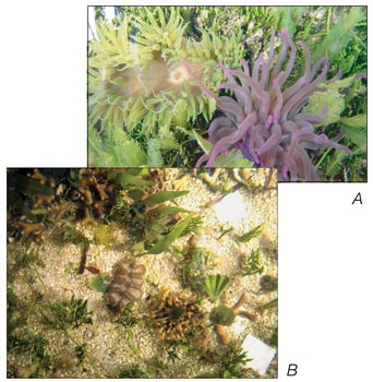 Images illustrating the diversity of organisms in tanks in control system A in the USGS Leetown Science Center (fig. 2). A, Two species of anemones and several types of macroalgae. B, Several species of coral and macroalgae
