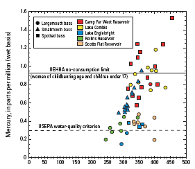 Graph showing Mercury (Hg) concentration in relation to total length for all  bass