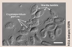 Image showing Cryptosporidium and Giardia.