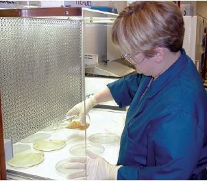 Photograph showing Ohio Water Microbiology Laboratory technician analyzing a water sample for coliphage using a single-agar layer technique.