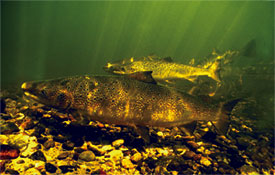 photo of an Atlantic salmon, © Gilbert van Ryckevorsel