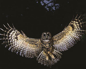 photo of spotted owl, © Michael Sewel⁄Visualpursuit.com