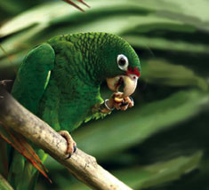 photo of a Puerto Rican parrot, © Parrots International