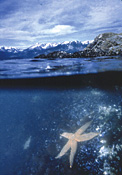 Photograph of a starfish