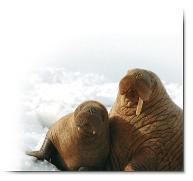 Mother and juvenile Pacific walrus