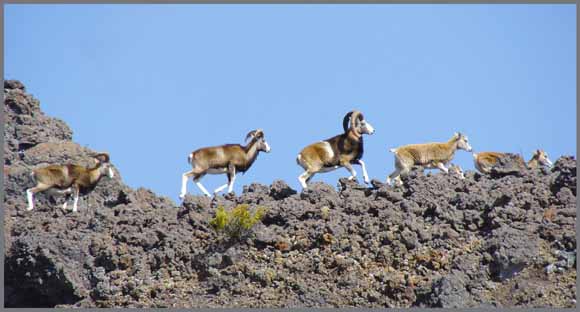Photo of sheep crossing rugged rock outcrop of 'a'a