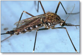 photo of mosquito