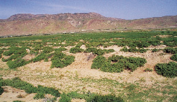 Photograph of Tunisian desert