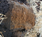Illustration showing peat soil