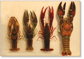 Photo of several crayfish