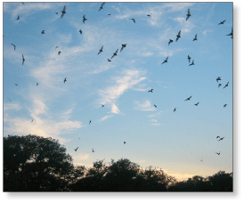 photo of bats