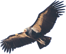 photo of condor
