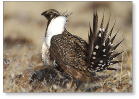 photo of sage-grouse