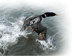 photograph of Yellow-billed Loon