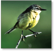 photograph of Yellow Wagtail