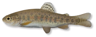 Juvenile rainbow trout