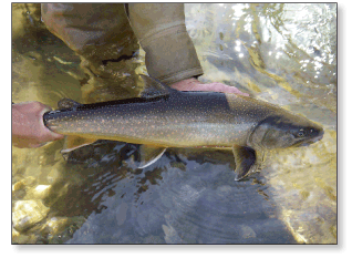 Adult bull trout