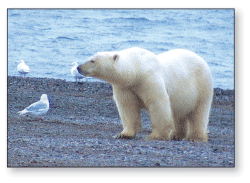 Photograph of polar bear