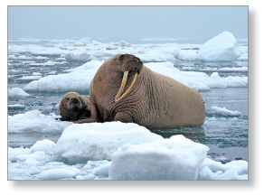 Photograph of walrus