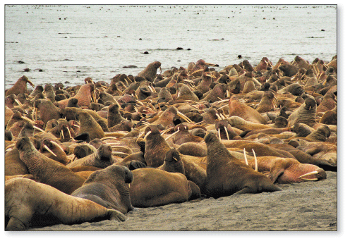 Photograph of walruses