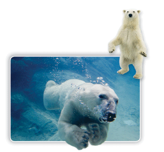 Photographs of Polar Bears
