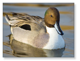 Photograph of waterfowl