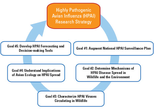 Diagram showing USGS Highly Pathogenic Avian Influenza Research Strategy