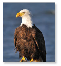 Photograph of Bald Eagle