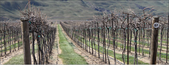 Photograph of vineyard