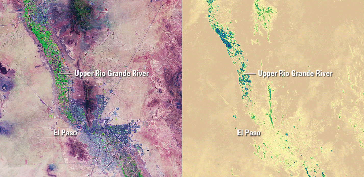 Landsat images show water loss along a part of the Rio Grande River near El Paso,
                     Texas.