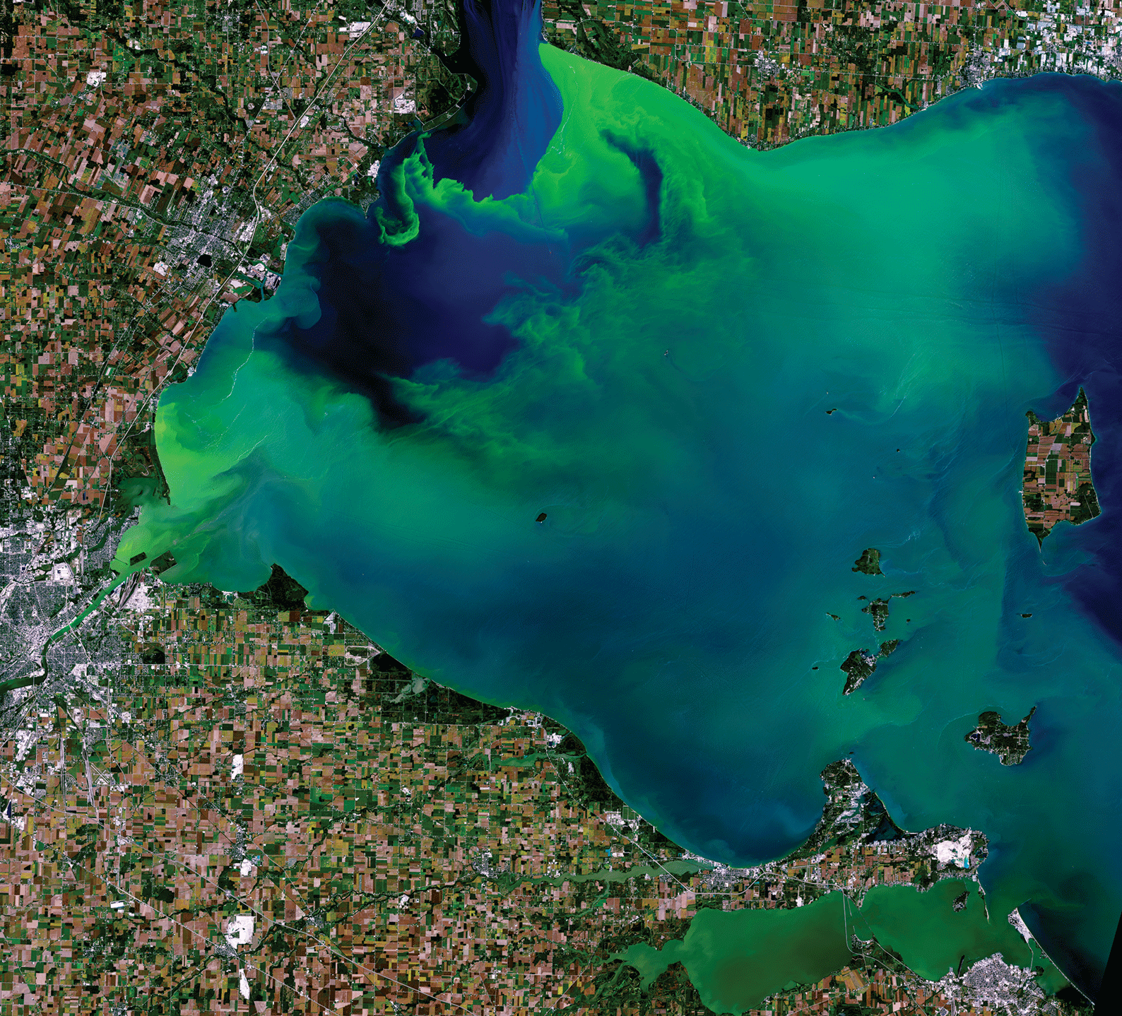 Landsat image shows most of the region of Lake Erie that is shown is affected by a
                     large phytoplankton bloom.