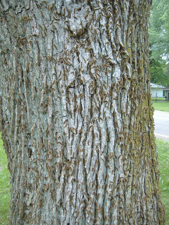Photograph of a tree trunk shows it is covered by hundreds spongy moth caterpillars.