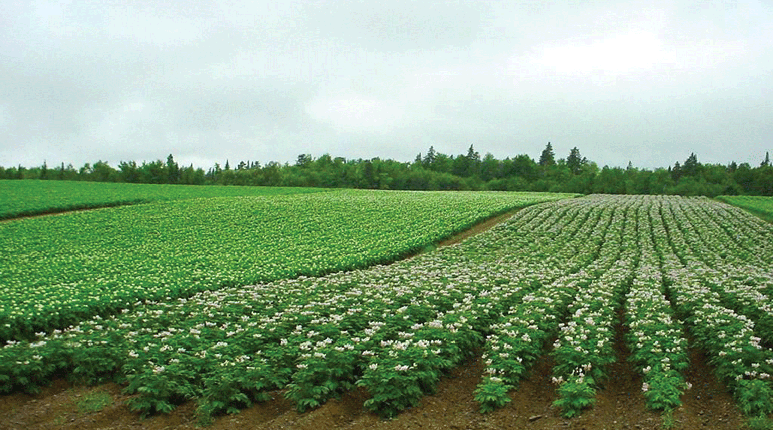Photograph showing a farm field in Maine.