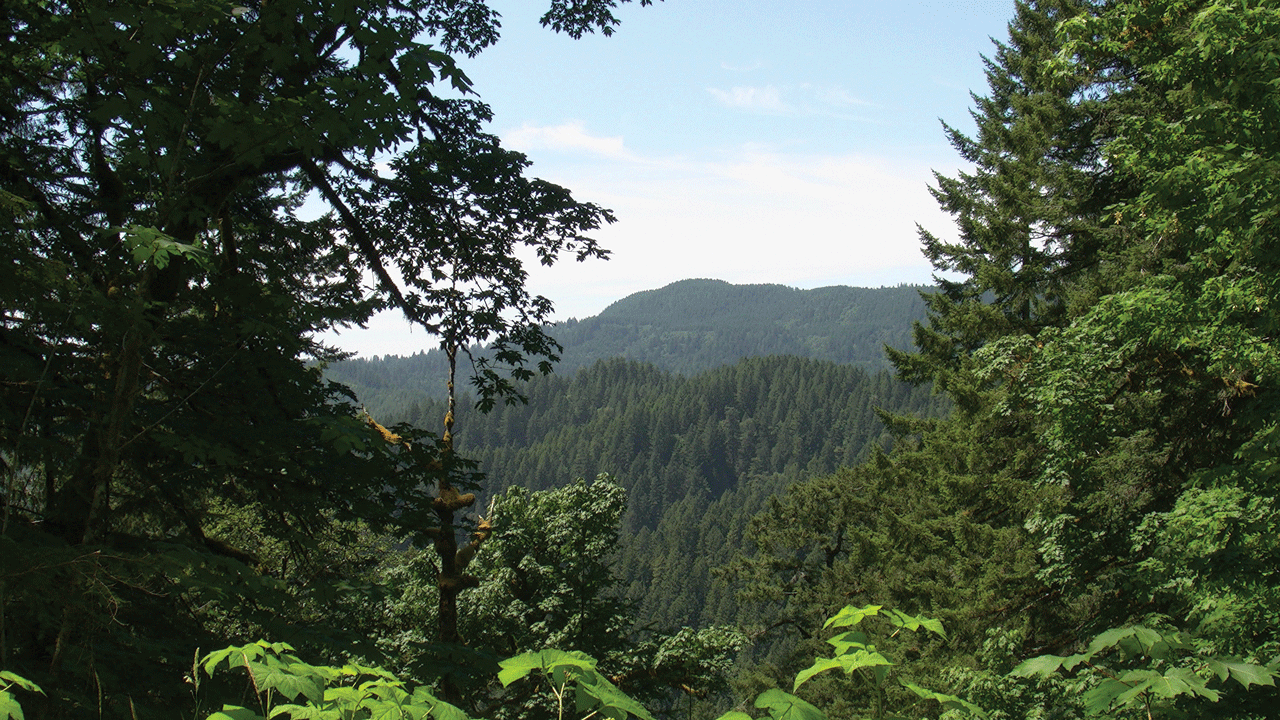Siuslaw National Forest runs along the coast of western Oregon. Oregon has 11 national
                        forests and 6 State forests. Photograph credit: Steven Sobieszczyk, USGS.
