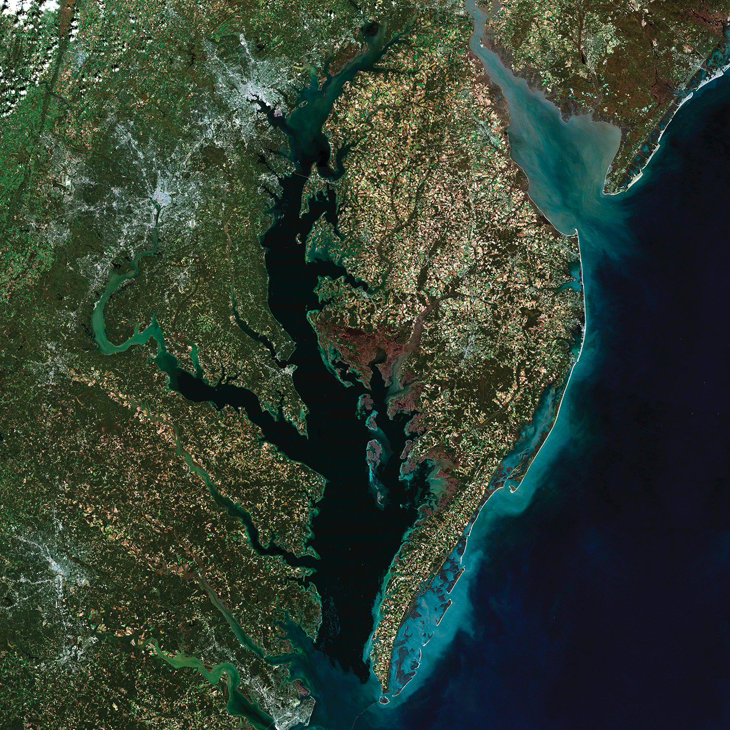 This image of the Chesapeake Bay, America’s largest estuary, was created using Provisional
                        Surface Reflectance data from five Landsat 8 scenes acquired in October and November
                        2014.